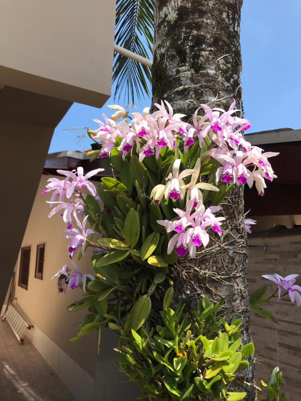 Recanto Lorenzi - Apartamentos Ubatuba Bagian luar foto
